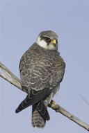 amur falcon-
